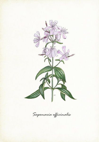 Zeepkruid van Jasper de Ruiter