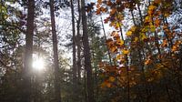 Enchanted sun in the forest