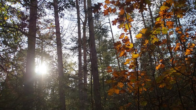 Betoverende zon in het bos van Luna Reehorst