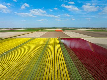 Tulips in a field sprayed by an agricultural sprinkler seen from above