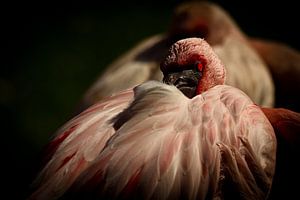 Flamingo van Ulrich Brodde
