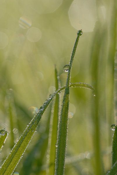 Bedauwd gras von Rafael Delaedt