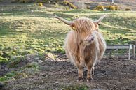 Schotse Hooglander van Dick Carlier thumbnail