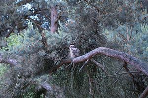 Uil in de dennenboom