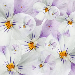 Veilchen