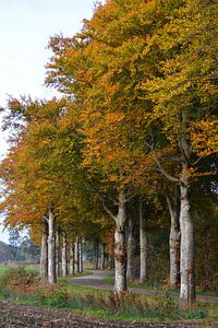 Bomenrij Drenthe in herfst van My Footprints