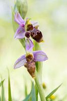Sniporchis - Ophrys scolopax