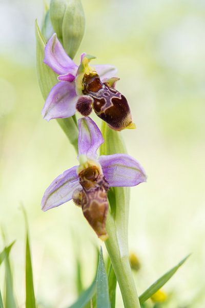 Sniporchis - Ophrys scolopax von Mark Meijrink