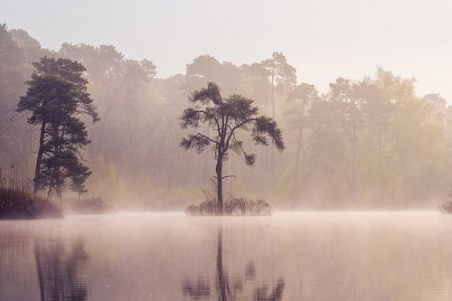 Goldene Reflexion im Moor