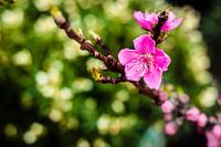 Purple Flower