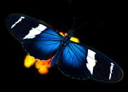 Vlinder in tropische tuin van Ina Hölzel thumbnail