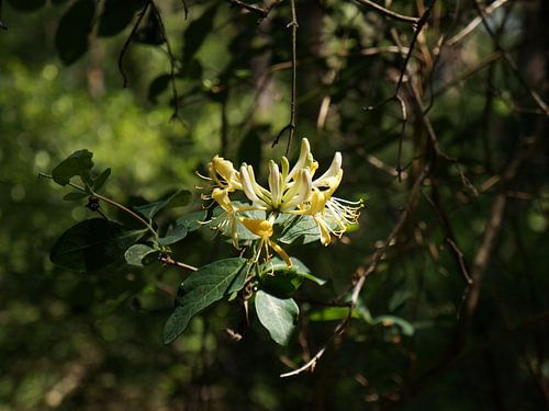 Kamperfoelie in het bos