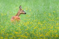 Flower field