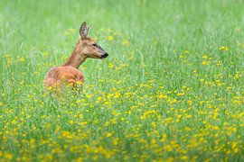 Champ de fleurs sur Bert Kok