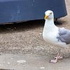 Möwe lauert... von Michael Ruland