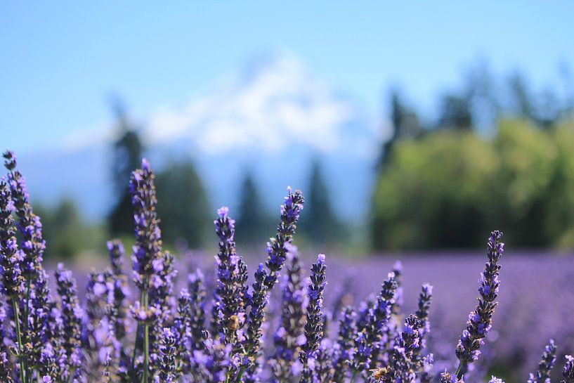Lavendelfeld am Fuße des Mt. Hood von Lugth ART