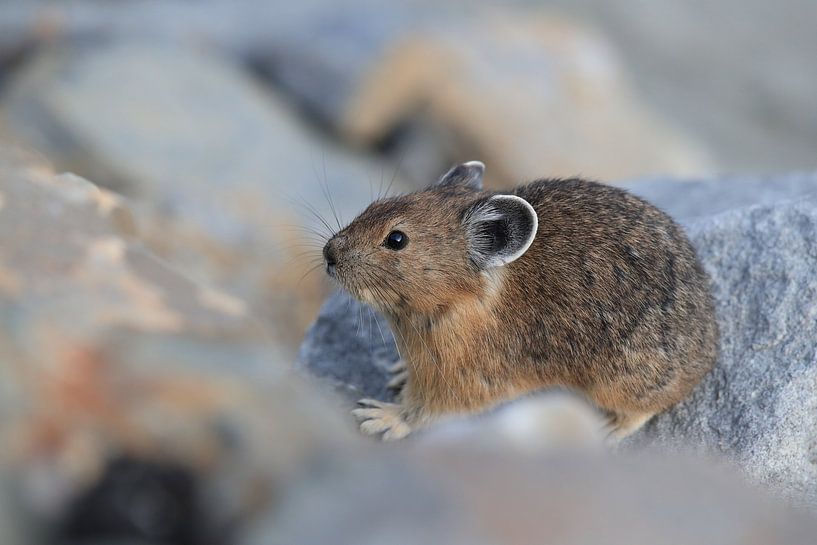 Pika Glacier National Park Montana USA by Frank Fichtmüller