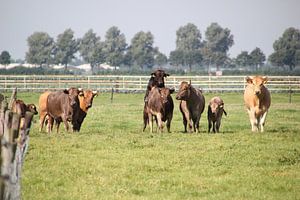 Koeienkudde met kalfjes in de weide von Monique Meijer