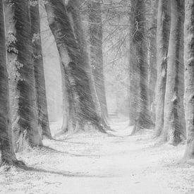 Snow Blizard in The Mastbosforest by Saskia Dingemans Awarded Photographer