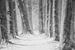 Snow Blizard in The Mastbosforest. Award winning picture. van Saskia Dingemans