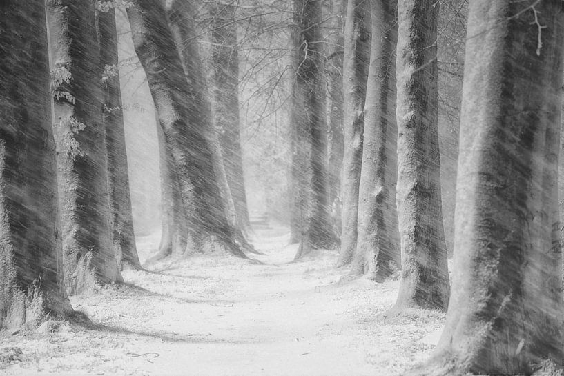 Snow Blizard in The Mastbosforest. Award winning picture. van Saskia Dingemans Awarded Photographer