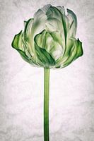 Tulipo7