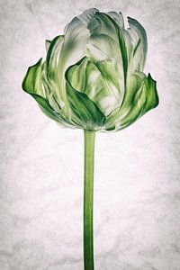 Tulipo7 von Henk Leijen