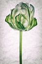 Tulipo7 von Henk Leijen Miniaturansicht