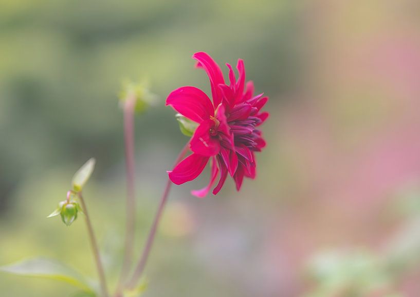 bloemen part 222 van Tania Perneel