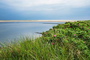 Strand mit Kartoffelrosen in Wittdün auf der Insel Amrum