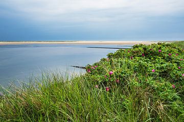 Beach with potato roses in Wittdün on the island Amrum