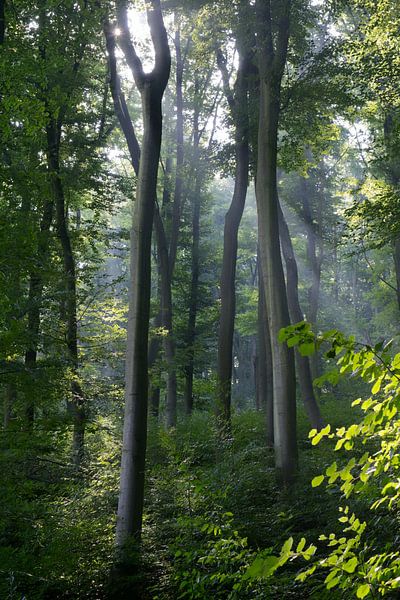 Waldszene in der Eifel - frühmorgens von Flatfield