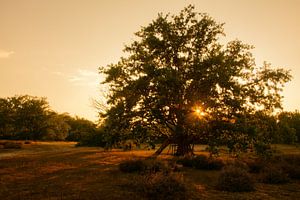 Kesselse Heide