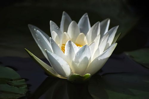 Zonnenvangende waterlelie