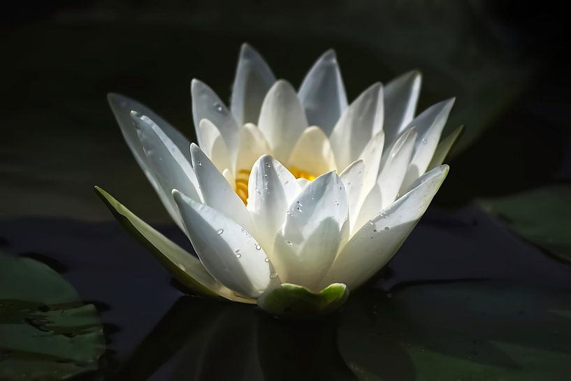Sun catching water lily by Marlika Art