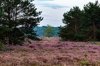 Heideveld_04