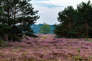 Heideveld_04