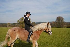 Training with the light brown Haflinger with beige mane