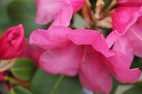 Roze Rododendron