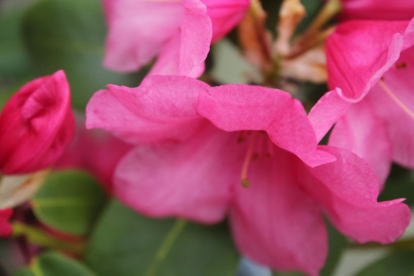 Roze Rododendron by MaSlieFotografie