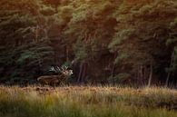 Red deer during rut at sunset. by Patrick van Os thumbnail