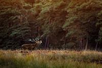 Red deer during rut at sunset.