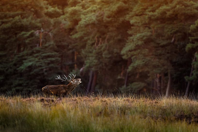 Red deer during rut at sunset. by Patrick van Os