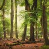 De Gebrokene van Loris Photography