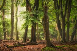 The Broken One by Loris Photography