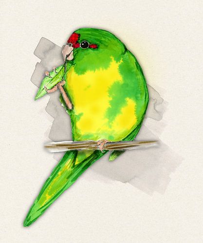 Een aquarel van een roodvoorhoofdkakariki