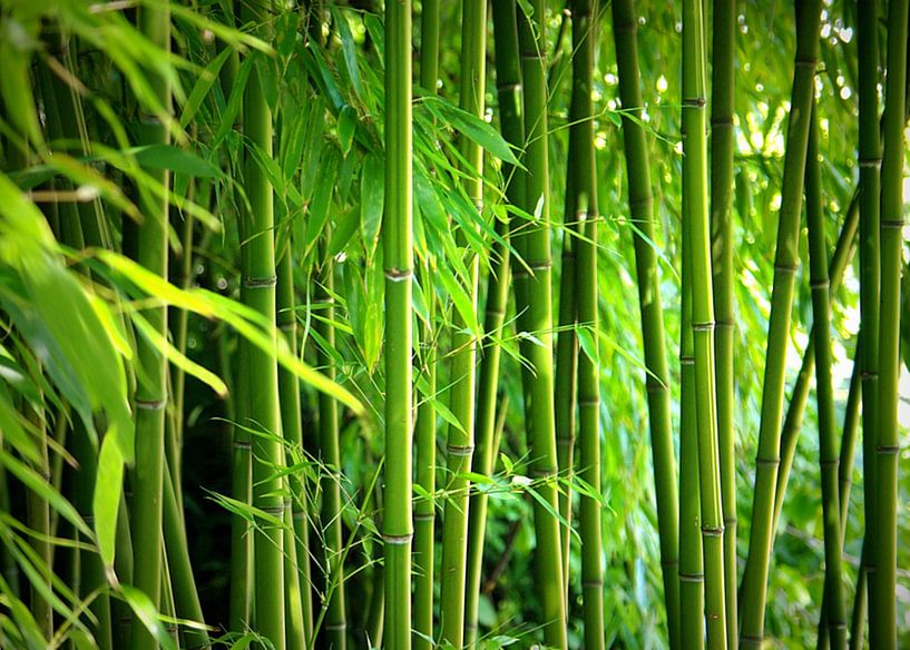 Bamboo by Gabi Siebenhühner