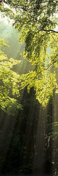 Zonnestralen in het bos van Markus Lange