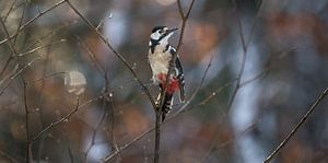 Woodpecker bird van Mark Zanderink