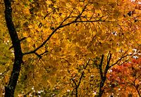 Feuilles d'automne aux couleurs chaudes jaune et rouge
